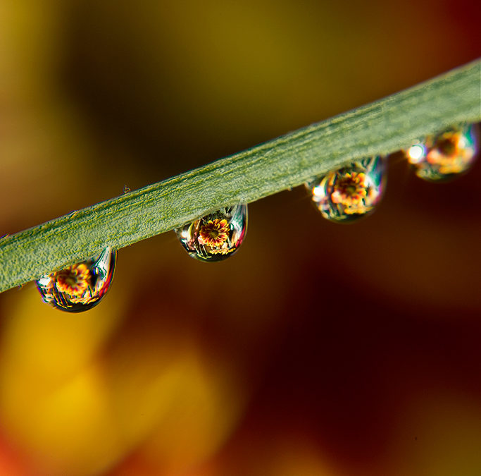 Close Up Photography (Macro) – Water Drop